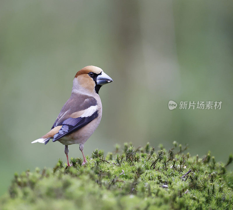 山雀（Coccothraustes coccothraustes）国际象棋